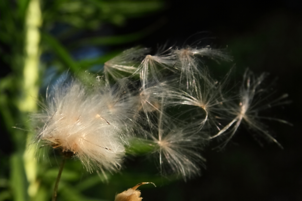 2011 07 26 IMG 34463